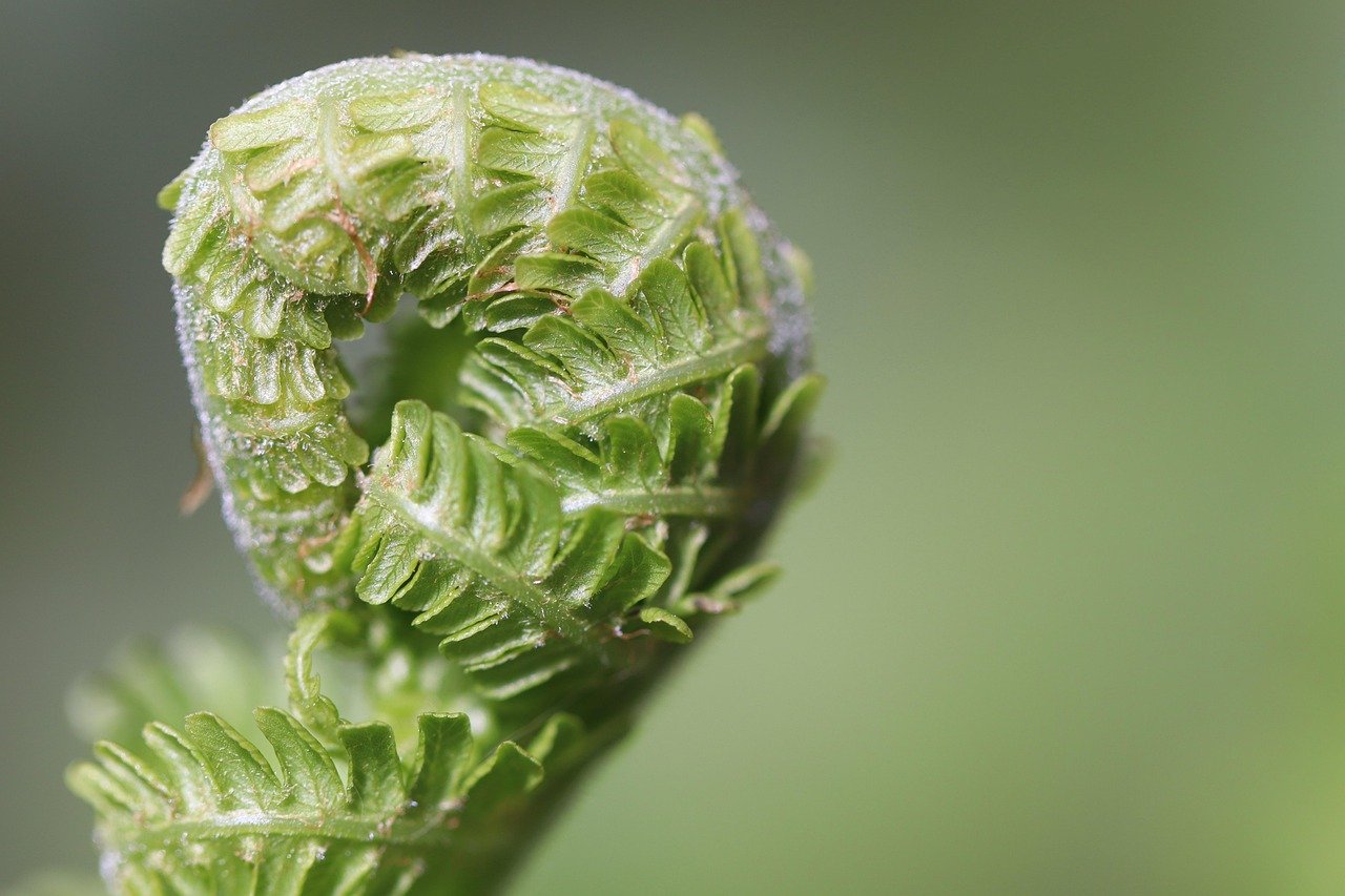 fern, fern fronds, unfold, fern tip, unroll, green, growth, nature, macro, grow, plant, fern, fern, fern, fern, growth, growth, growth, growth, growth, grow, grow, grow
